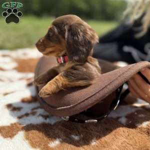 Chocolate, Dachshund Puppy